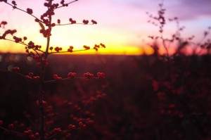 sunset