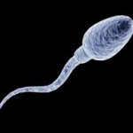 sperm