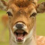 deer