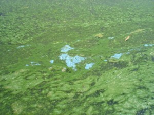 Blue-Green_Algae_3