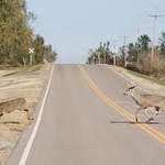 deer on the move