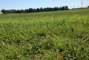 Hay field