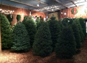Delp Christmas tree farm courtesy photo
