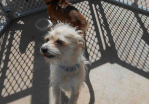 One of the 4-legged friends who stopped by the shelter during the storm
