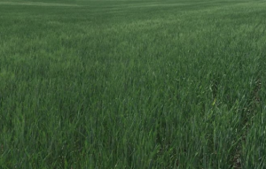 Wheat