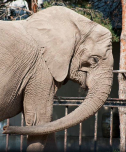 photo Lee Richardson Zoo