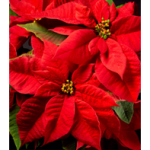 Poinsettia