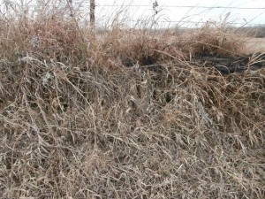 Berm where tracer rounds were fired into.