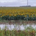 Flooded Sunflower field on west side of Burma Road just north of Saline/McPherson County Line.