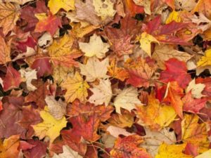 leaves