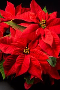 poinsettia