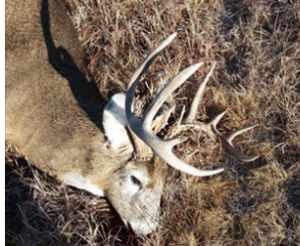 photo KDWP&T Game Wardens