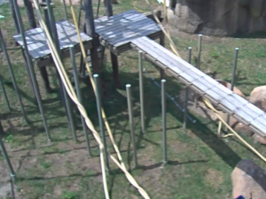 A view from the Orangutan cam on Tuesday