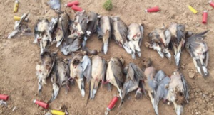Doves littering the ground in Seward County- photo KDWP&T Game Wardens